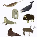 Arctic animals collection. Royalty Free Stock Photo