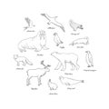 Arctic animals set in circle. Polar mammals and birds line art with walrus, albatross, polar bear, snowy owl, reindeer, arctic fox