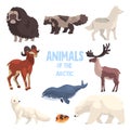 Arctic animals set, polar fox, bison, raccoon dog, wolf, mountain goat, killer whale, lemming, bear vector Illustration Royalty Free Stock Photo