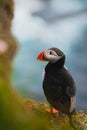 Arctic/Atlantic Puffin on Latrabjarg Cliff, Iceland