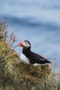 Arctic/Atlantic Puffin on Latrabjarg Cliff, Iceland