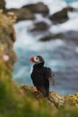 Arctic/Atlantic Puffin on Latrabjarg Cliff, Iceland