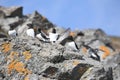 Arctic birds (Little auk)