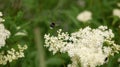 Arctic bumblebee.