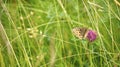 Butterfly on clover blossom