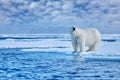 Arctic Canada. Polar bear on the drifting ice with snow and evening pink blue sky, Svalbard, Norway Royalty Free Stock Photo