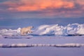 Arctic Canada. Polar bear on the drifting ice with snow and evening pink blue sky, Svalbard, Norway Royalty Free Stock Photo