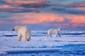 Arctic Canada. Polar bear on the drifting ice with snow and evening pink blue sky, Svalbard, Norway. Wild danger animals in the Royalty Free Stock Photo