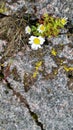 Arctic Chamomile Tundra