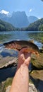 arctic char Salvelinus alpinus