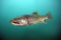 Arctic char or Arctic charr Salvelinus alpinus swimming underwater. Char photo shoot while diving in cold water