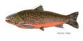 Arctic char fish hand drawn realistic illustration