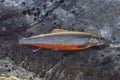 Arctic char fish on river stone. Salvelinus Royalty Free Stock Photo