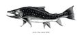 Arctic char hand drawing vintage engraving illustration Royalty Free Stock Photo