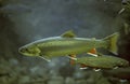 Arctic Char, salvelinus alpinus, Adult