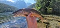 arctic char Salvelinus alpinus