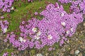 Arctic Chickweed and Moss Campion in the high arctic Royalty Free Stock Photo