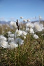 Arctic cotton or arctic cottongrass blowing in the wind, Pond Inlet Nunavut