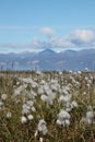 Arctic cotton or arctic cottongrass blowing in the wind, Pond Inlet Nunavut