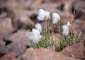 Arctic cotton grass
