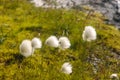 Arctic cotton-grass, Iceland.