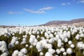 Arctic Cotton Grass Scene Royalty Free Stock Photo