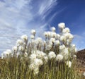 Arctic cotton on the tundra