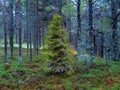 Arctic dense Northern forest. The fir-tree covered with moss Royalty Free Stock Photo