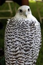 Arctic Falcon Royalty Free Stock Photo