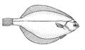 Arctic flatfish. Black drawing outline vector image.