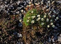 Arctic flowers