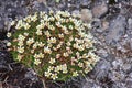 Arctic flowers