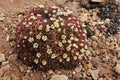 Arctic flowers