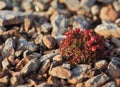 Arctic flowers