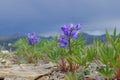 Arctic Flowers