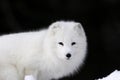 Arctic Fox Royalty Free Stock Photo