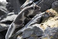 Arctic fox Royalty Free Stock Photo