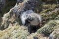 Arctic fox Royalty Free Stock Photo