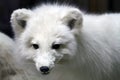 Arctic Fox