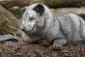 Arctic fox Royalty Free Stock Photo