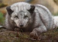 Arctic fox Royalty Free Stock Photo