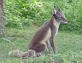 Arctic Fox Royalty Free Stock Photo