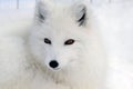 Arctic Fox Royalty Free Stock Photo