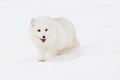 Arctic fox is all smiles Royalty Free Stock Photo