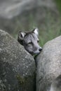 Arctic fox, Alopex lagopus Royalty Free Stock Photo