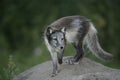Arctic fox, Alopex lagopus Royalty Free Stock Photo