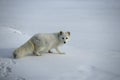 Arctic fox, Alopex lagopus Royalty Free Stock Photo