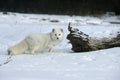 Arctic fox, Alopex lagopus Royalty Free Stock Photo