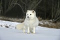 Arctic fox, Alopex lagopus Royalty Free Stock Photo