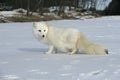 Arctic fox, Alopex lagopus Royalty Free Stock Photo